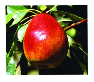 Flemish Beauty Pear