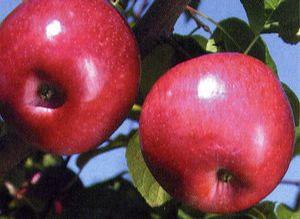 Liberty Apple