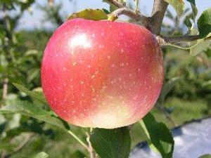 Querina® Apple