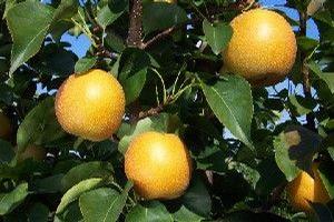 Yoinashi™ Asian Pear