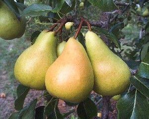Sunrise Pear