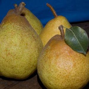 Blake's Pride Pear