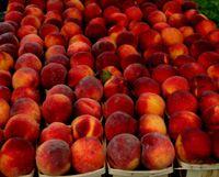 Flamin'Fury(R) PF- 11 Peach