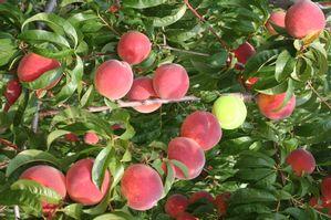 Flamin'Fury(R) PF- 19-007 Peach
