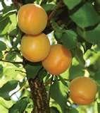 Apache Apricot