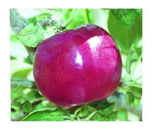 McIntosh- Red McIntosh Apple