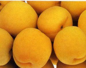Wenatchee Moorpark Apricot