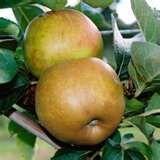 Ashmead's Kernel Apple