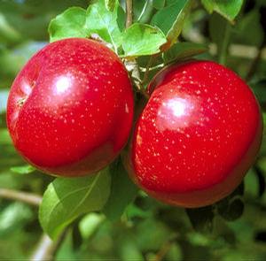 Beacon Apple