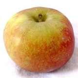Boskoop Apple