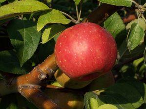 Binet Rouge Sweet Hard Cidre Apple