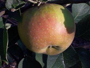Bramley's Sharp Hard Cidre Apple