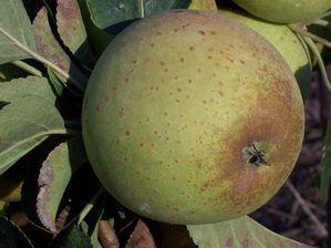 Brown Snout Bitter-Sweet Hard Cidre Apple