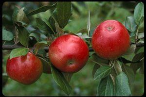Zestar!® Apple