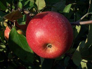Brown's Bitter-Sharp Hard Cidre Apple