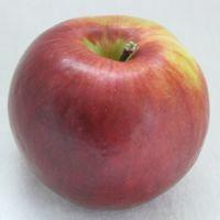 Burgundy Apple