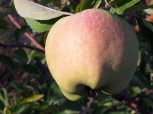 Caville Blanc Apple