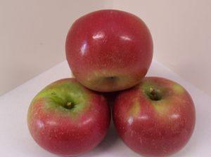 Connell Red or Red Fireside Apple