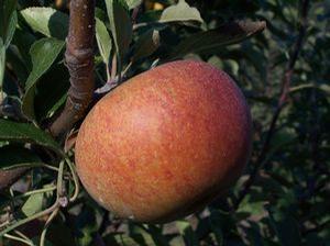 Cox Orange Pippin Apple