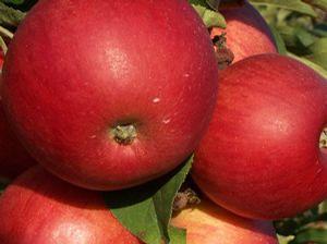 Ellis Bitter-Sweet Hard Cidre Apple