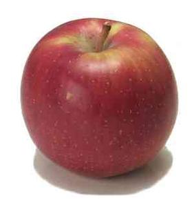 Empire-Original Cornell Strain Apple