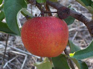 Spitzenburg Apple