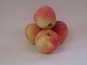 Gala-Original Strain Apple