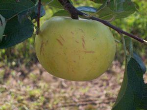Golden Noble Apple