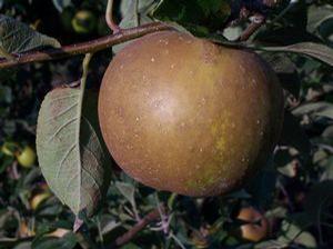 Golden Russet Apple