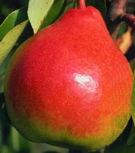Moonglow Pear