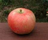 Irish Peach Apple