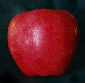 Jonalicious Apple