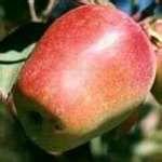 Kandil Sinap Apple