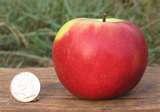 King David Apple