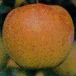 Kinsei Apple