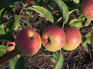 Lady Decorative Hard Cidre Apple