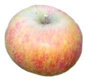 Maiden Blush Apple