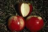 Northern Lights Apple