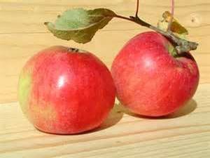 Nova EasyGro Apple