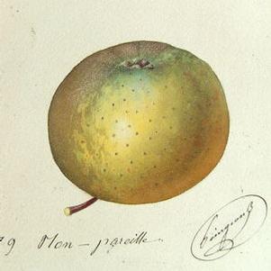 Old Nonpariel Apple