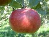 Red Summer Rambo Apple