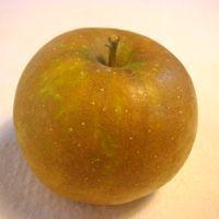 Roxbury Russet Apple
