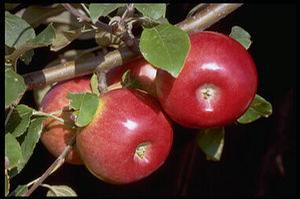 State Fair Apple