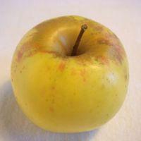 Tolman Sweet Apple