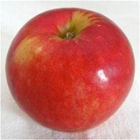 Tramlett's Bitter-Sweet Cidre Apple