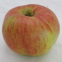 Twenty Ounce Apple