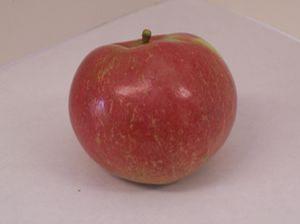 Wagener Apple
