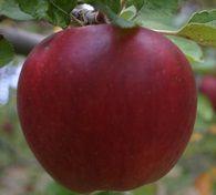 Black Twig Apple