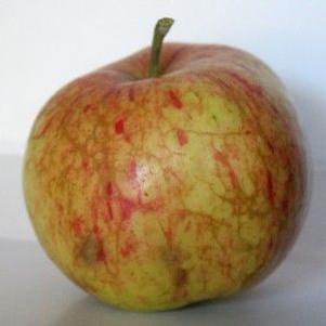 Foxwhelp Bitter-Sharp Cidre Apple