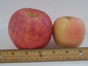 Grandpa's Big Gala Apple